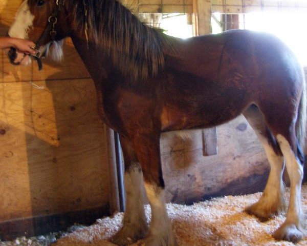 horse Prairieview Velma (Clydesdale, 2016, from Northumberland Viceroy)