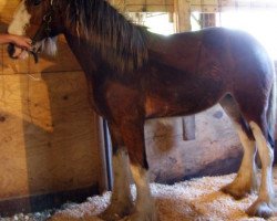 Zuchtstute Prairieview Velma (Clydesdale, 2016, von Northumberland Viceroy)