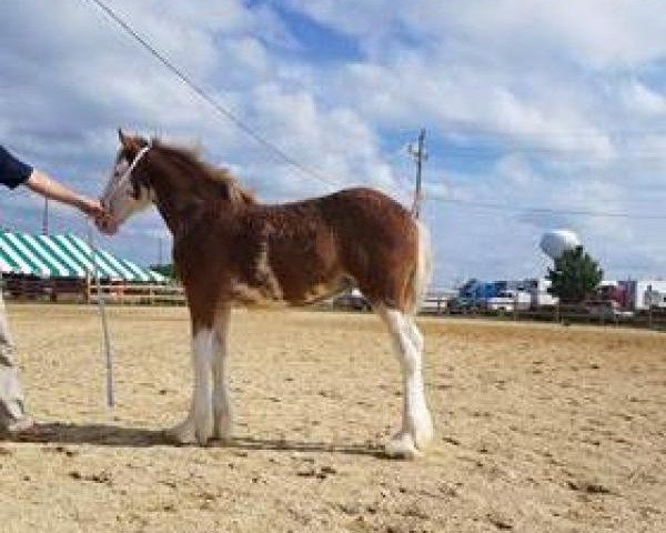 Pferd Prairieview Snowflake (Clydesdale, 2018, von Northumberland Viceroy)