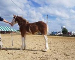 horse Prairieview Snowflake (Clydesdale, 2018, from Northumberland Viceroy)