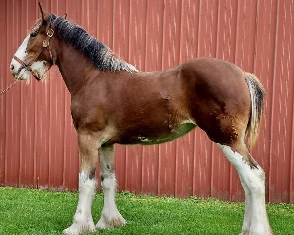 Pferd Prairieview Princess Charlotte (Clydesdale, 2017, von Northumberland Viceroy)