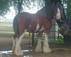 Zuchtstute Prairieview Heather Belle (Clydesdale, 2003, von Ellengowan Sensational Randy)