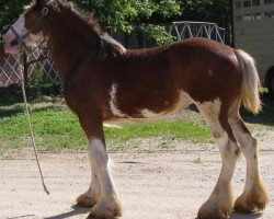 Pferd Prairieview Morag (Clydesdale, 2014, von Northumberland Viceroy)