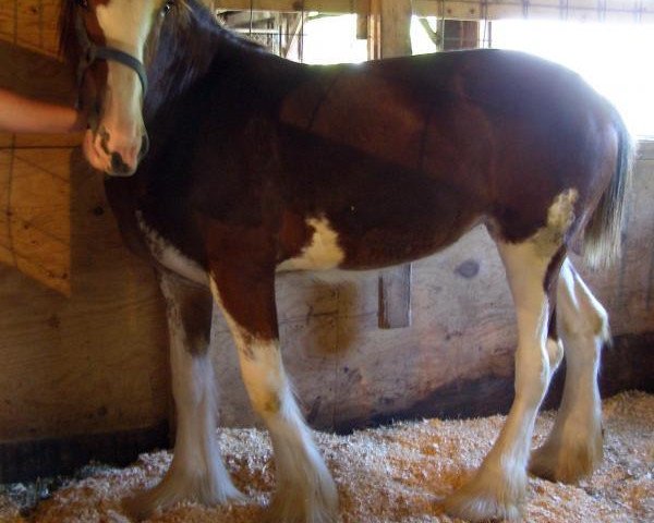 Pferd Prairieview Margaret (Clydesdale, 2016, von Northumberland Viceroy)