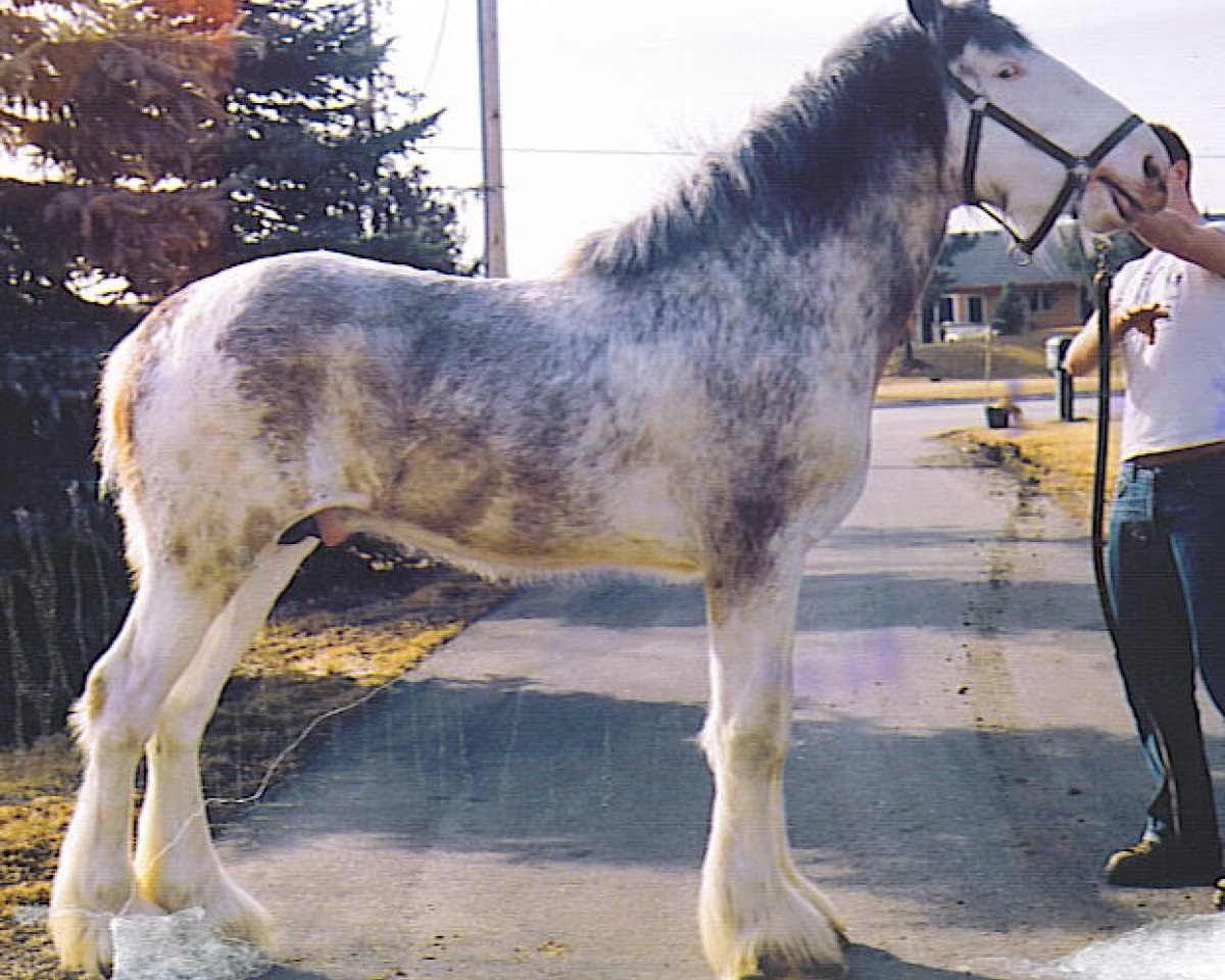 Deckhengst Prairieview Intrepid Command (Clydesdale, 2001, von Greendykes Intrepid)