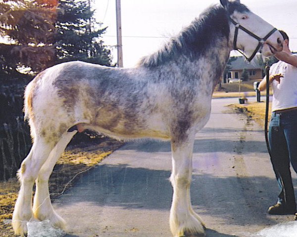 stallion Prairieview Intrepid Command (Clydesdale, 2001, from Greendykes Intrepid)