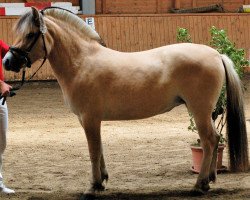 broodmare Laeticia LGKS (Fjord Horse, 2015, from Valør Halsnæs)