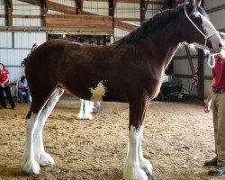 horse Prairieview Heather (Clydesdale, 2017, from Northumberland Viceroy)