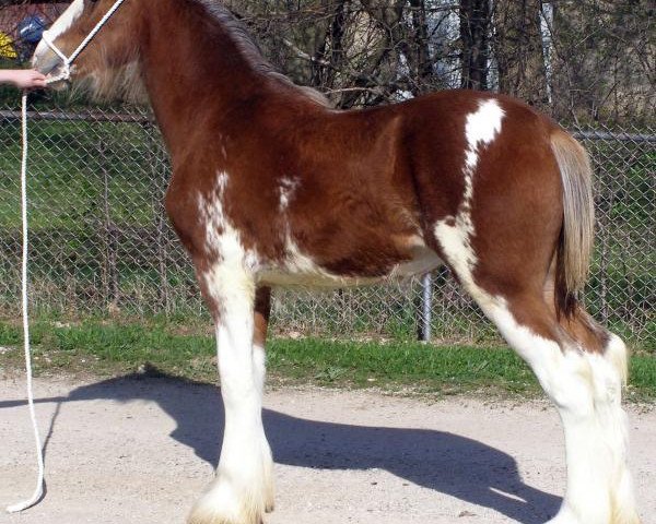 horse Prairieview Empress (Clydesdale, 2015, from Northumberland Viceroy)