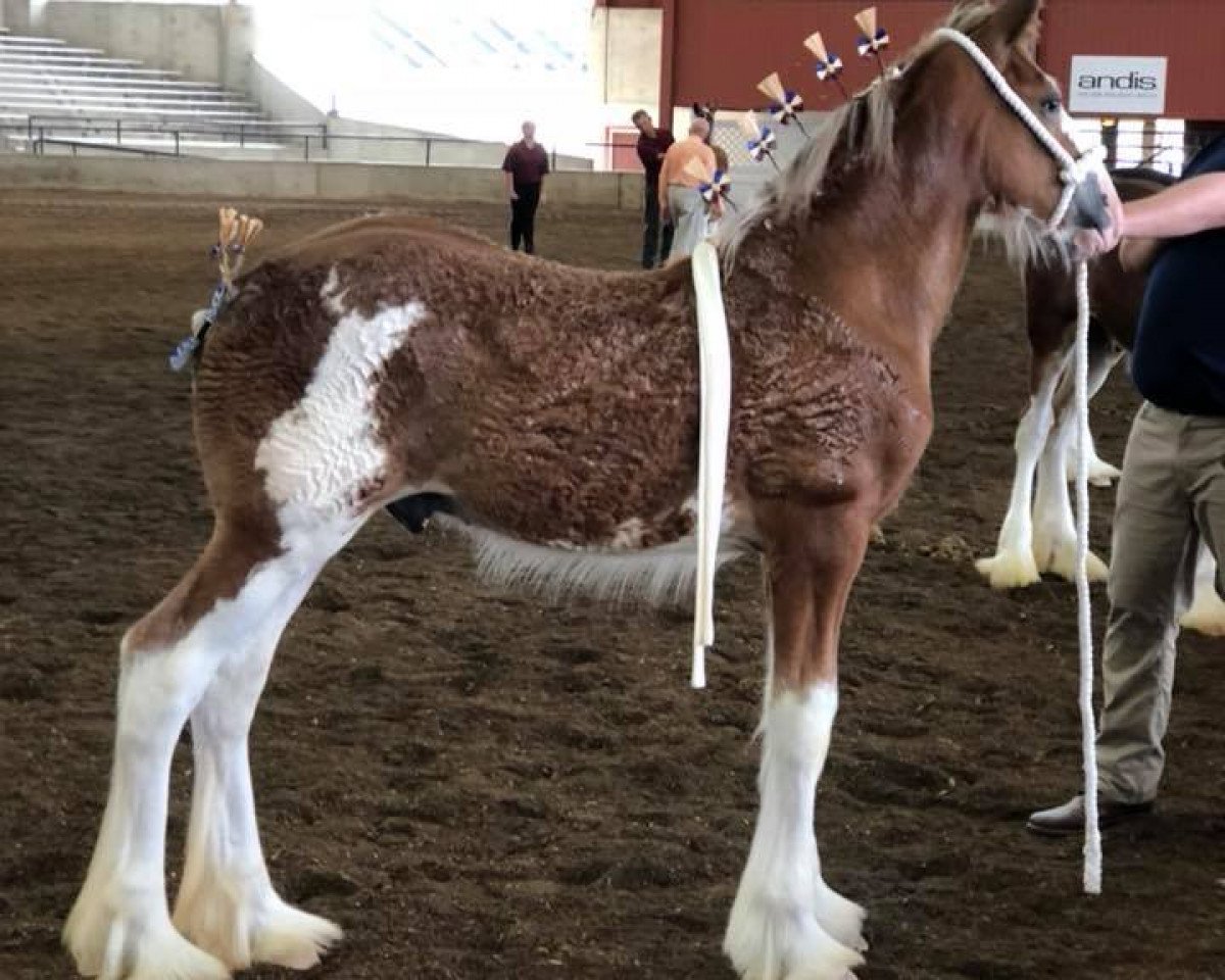 horse Prairieview Command Performance (Clydesdale, 2018, from Northumberland Viceroy)