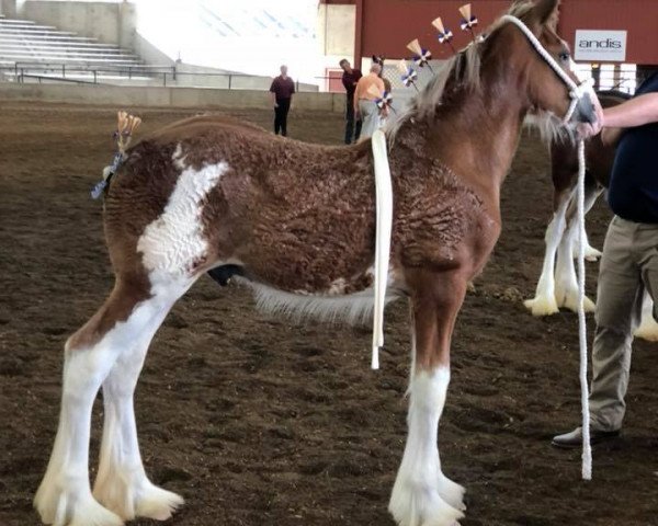 Pferd Prairieview Command Performance (Clydesdale, 2018, von Northumberland Viceroy)