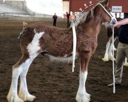 horse Prairieview Command Performance (Clydesdale, 2018, from Northumberland Viceroy)