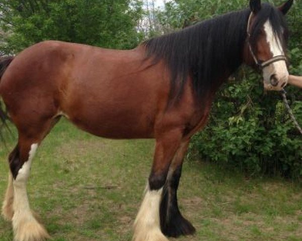 horse ADKS Dee (Clydesdale, 2013, from ADKS Luthur)