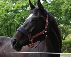 dressage horse Ranja 50 (unknown, 2009)