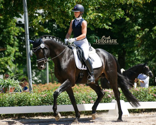 stallion Mali Le Beau (German Sport Horse, 2015, from E.H. Millennium)