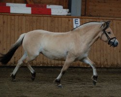 Pferd Lütte (Fjordpferd, 2015, von Dylan)