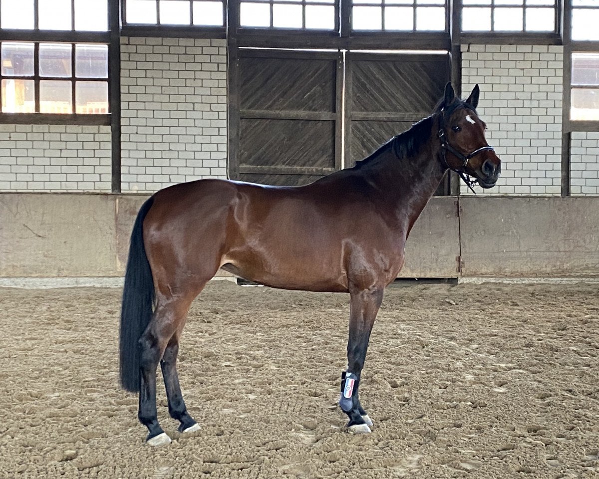 jumper Clara Montana (Zangersheide riding horse, 2014, from Chellsini Z)