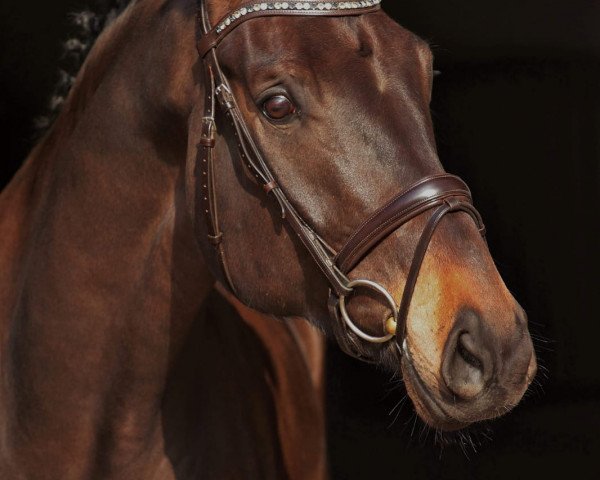 dressage horse Fiorenzo 10 (Rhinelander, 2014, from Feedback 16)