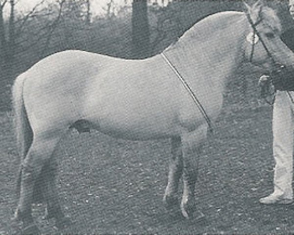 Pferd Odan (Fjordpferd, 1996, von Drageset)