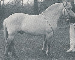 horse Odan (Fjord Horse, 1996, from Drageset)