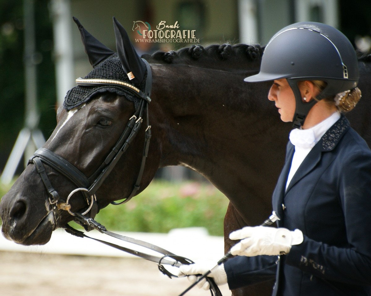 dressage horse Fittipaldi 41 (German Sport Horse, 2015, from Feriado)