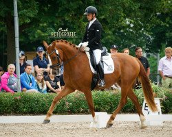 dressage horse Florestine 13 (Deutsches Sportpferd, 2016, from Fürsten-Look)