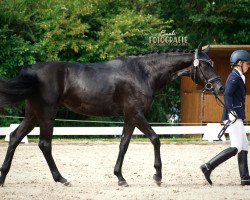 dressage horse Franca Feretti (German Sport Horse, 2016, from Feriado)