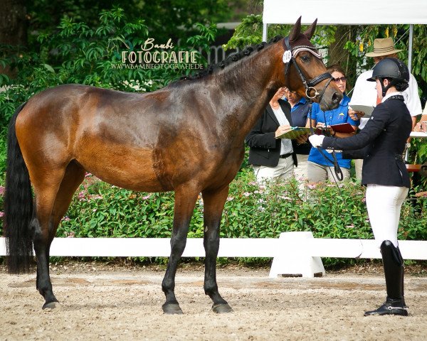 dressage horse Candice 25 (German Sport Horse, 2016, from Champagner)