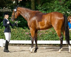 dressage horse Tropicano 3 (German Sport Horse, 2016, from Birkhof's Topas FBW)