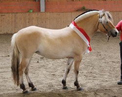 broodmare Jara (Fjord Horse, 2015, from Njord Halsnæs)