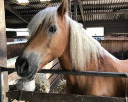 horse Avelino (Haflinger, 2000, from Almblitz (1,57% ox))