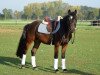 dressage horse Donnerwetter 87 (German Riding Pony, 2015, from D-Day AT)