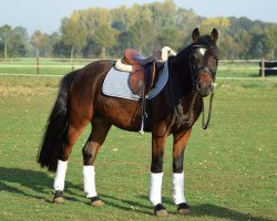 dressage horse Donnerwetter 87 (German Riding Pony, 2015, from D-Day AT)