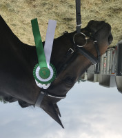 dressage horse Rock That Romeo (Bavarian, 2011, from Rock Forever NRW)