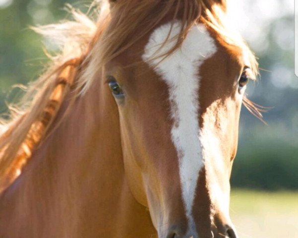 dressage horse Florentine (Hanoverian, 2016, from Fürst Fohlenhof)