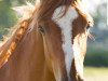 dressage horse Florentine (Hanoverian, 2016, from Fürst Fohlenhof)