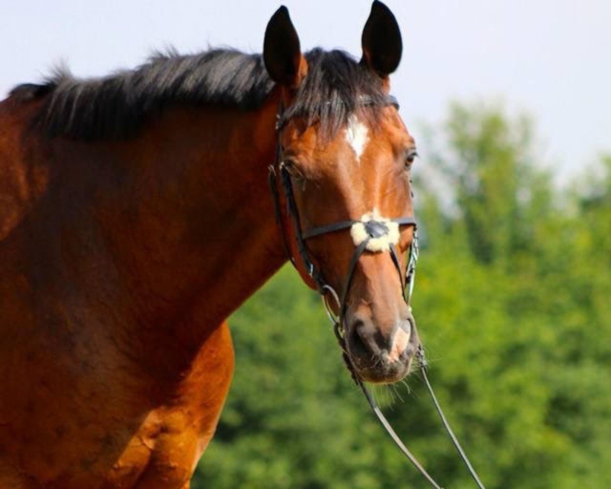 jumper Lucky Luke BI (Hanoverian, 2004, from Londonderry)