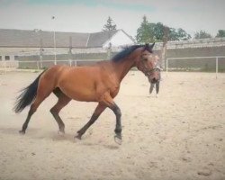 broodmare Calypso 457 (Holsteiner, 2008, from Carlos DZ)