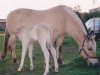 Zuchtstute Sila (Fjordpferd, 1991, von Orm FJH 626)