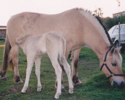 Zuchtstute Sila (Fjordpferd, 1991, von Orm FJH 626)