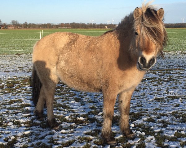 horse Smilla Shinya (Fjord Horse, 2008, from Hermanto N.2711)