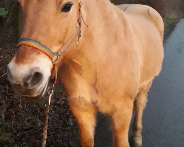 broodmare Sunshine (Fjord Horse, 2002, from Ibsen)