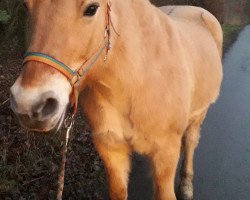 broodmare Sunshine (Fjord Horse, 2002, from Ibsen)