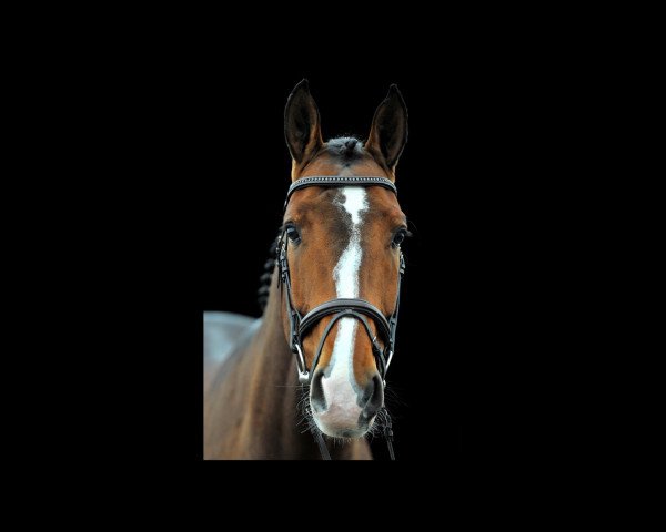 jumper Aramis Jvh Z (Zangersheide riding horse, 2013, from Armstrong van de Kapel)