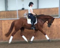 dressage horse Escada 312 (Hanoverian, 2016, from Estador)