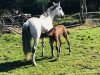 broodmare Cassikora (Hanoverian, 2009, from Cassini II)