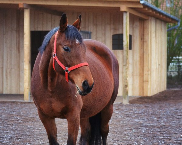 broodmare Sachsenzauber (Trakehner, 2009, from Fiepes Winged xx)