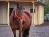 broodmare Sachsenzauber (Trakehner, 2009, from Fiepes Winged xx)