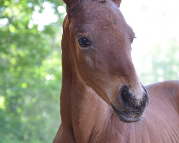 dressage horse Sachsenfräulein (Trakehner, 2020, from Kaiserkult TSF)