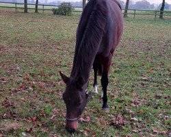 Pferd Bentley's Felino (Oldenburger Springpferd, 2019, von Bentley van de Heffinck)